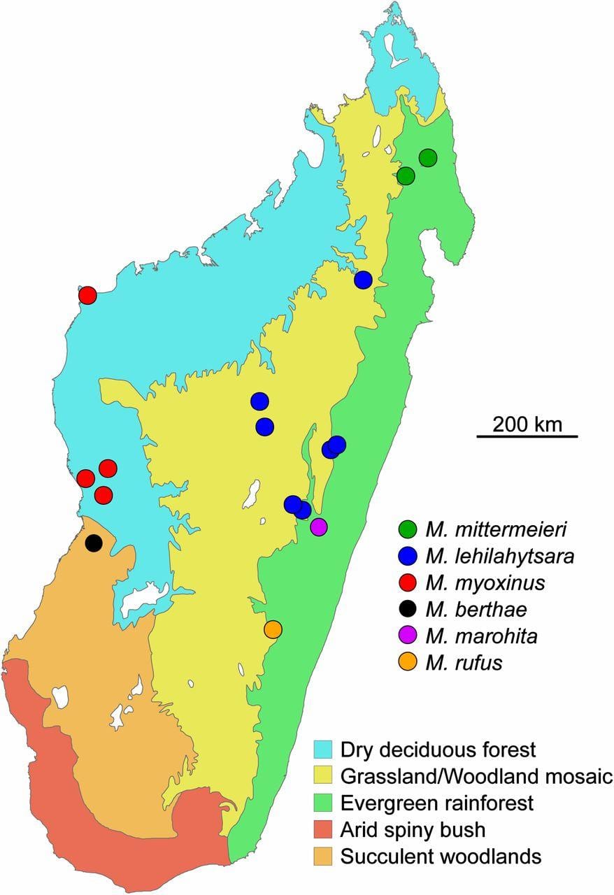 kartta Madagaskarin sademetsän